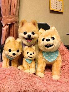 娱乐吃瓜君宠物,揭秘明星宠物的趣味生活